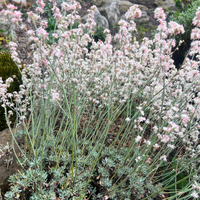 Eriogonum wrightii var. subscaposum NNS05-307